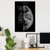 Poster Anatomie des os crâniens (Bureau à domicile)