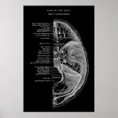 Poster Anatomie des os crâniens (Devant)