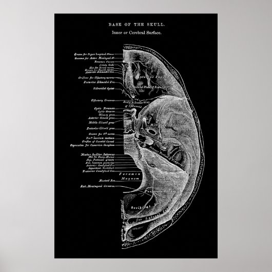 Poster Anatomie des os crâniens (Devant)