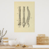 Poster Anatomie des os de colonne vertébrale Imprimer (Cuisine)