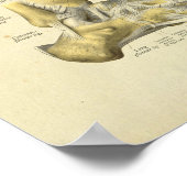 Poster Anatomie des os de pieds Imprimer (Coin)