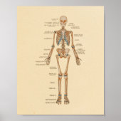 Poster Anatomie des os squelettiques humains Imprimer (Devant)