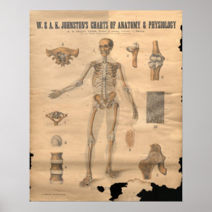 Poster Anatomie des os squelettiques vintages 1906
