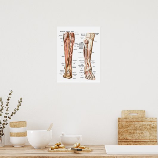 Poster Anatomie des pieds (Cuisine)