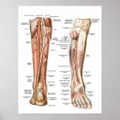 Poster Anatomie des pieds (Devant)