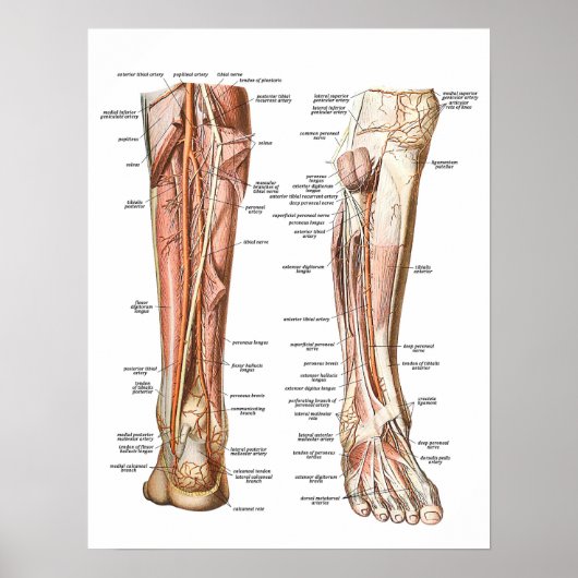 Poster Anatomie des pieds (Devant)