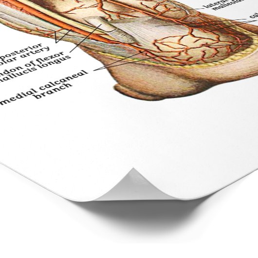 Poster Anatomie des pieds (Coin)