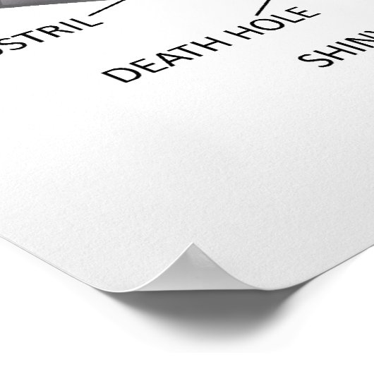 Poster Anatomie des requins (Coin)