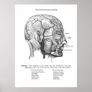 Poster Anatomie des vaisseaux sanguins à échelle humaine