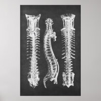 Anatomie des vertèbres de la colonne vertébrale de