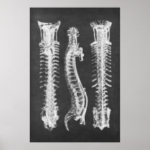Anatomie des vertèbres de la colonne vertébrale de