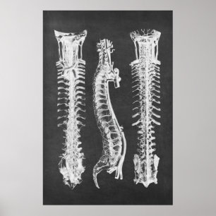 Poster Anatomie des vertèbres de la colonne vertébrale de