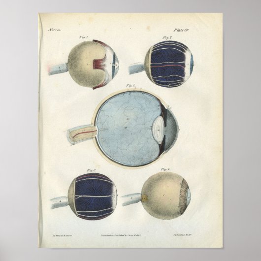 Poster Anatomie des yeux humains (Devant)