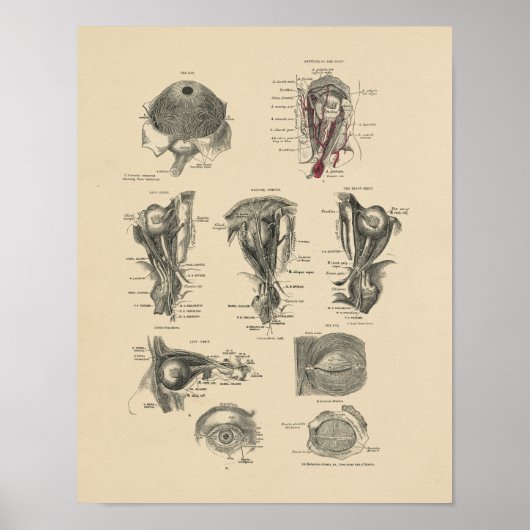 Poster Anatomie des yeux vintages 1880 Imprimer (Devant)