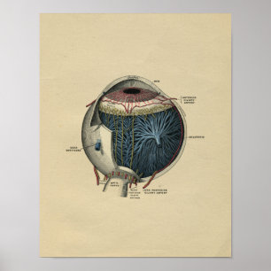 Poster Anatomie d'oeil humain 1902 copies vintages