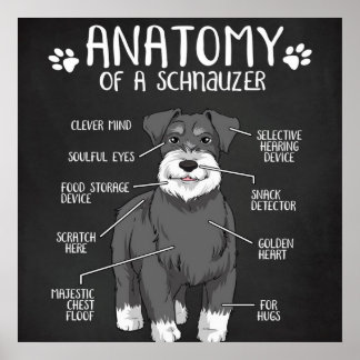Poster Anatomie Drôle D'Un Schnauzer