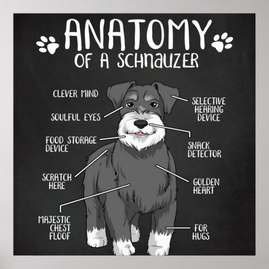 Poster Anatomie Drôle D'Un Schnauzer (Devant)
