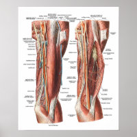 Anatomie du bras et du coude