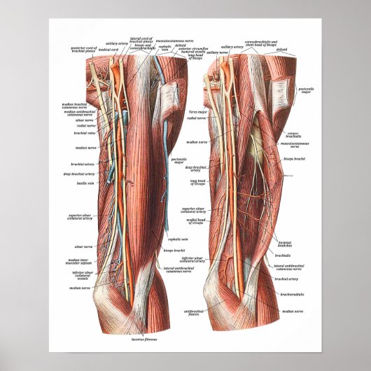 Poster Anatomie du bras et du coude (Devant)