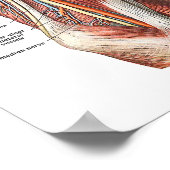 Poster Anatomie du bras et du coude (Coin)