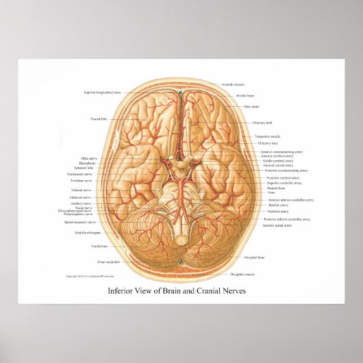 Poster Anatomie du cerveau avec nerfs crâniens (Devant)