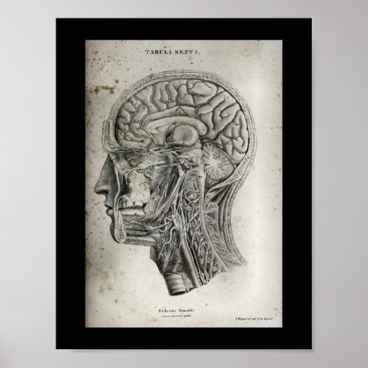 Poster Anatomie du cerveau de la section de la croix du c (Devant)