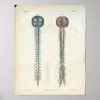 Anatomie du cerveau et de la colonne vertébrale Im