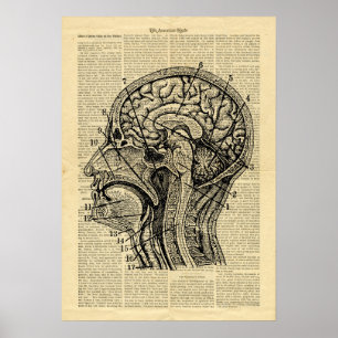 Poster Anatomie du cerveau humain sur le journal