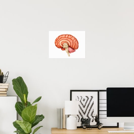 Poster Anatomie Du Cerveau Humain, Vue Secondaire 1 (Bureau à domicile)