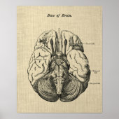 Poster Anatomie du cerveau n° 3 Art avec Arrière - plan d (Devant)