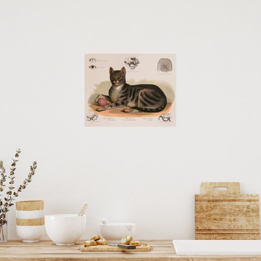 Poster Anatomie du chat maison restaurée (Cuisine)