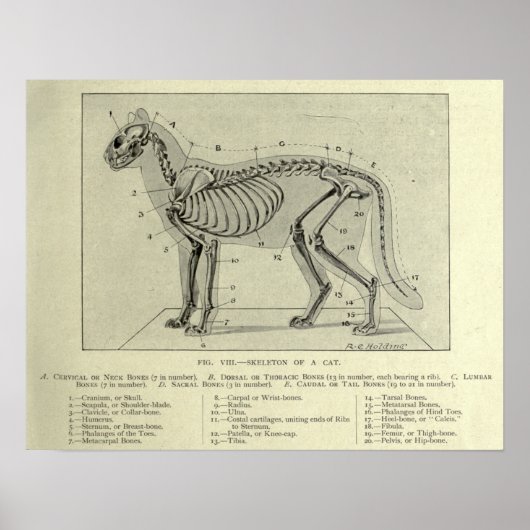 Poster Anatomie du chat squelettique Imprimer (Devant)