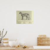 Poster Anatomie du chat squelettique Imprimer (Cuisine)