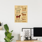 Poster Anatomie du cheval Diagramme vétérinaire (Bureau à domicile)
