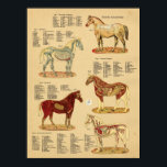 Poster Anatomie du cheval Diagramme vétérinaire<br><div class="desc">Illustrations anatomiques du cheval montrant les organes internes,  le squelette,  les muscles,  les artères et les veines. Anatomie équine pour la clinique vétérinaire ou l'éducation scolaire.</div>