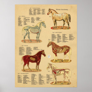 Poster Anatomie du cheval Diagramme vétérinaire