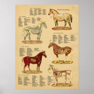 Poster Anatomie du cheval Diagramme vétérinaire