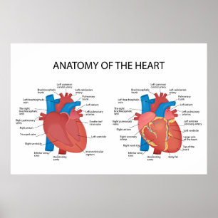 Poster Anatomie du coeur