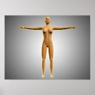Poster Anatomie Du Corps Féminin Avec Système Nerveux