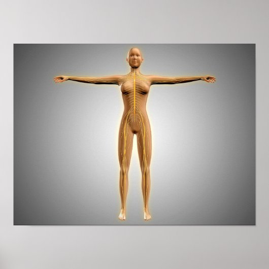 Poster Anatomie Du Corps Féminin Avec Système Nerveux (Devant)