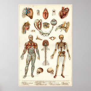 Poster Anatomie du corps humain