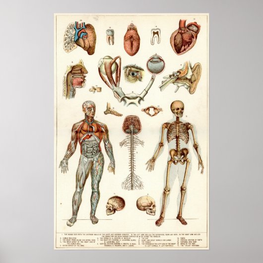 Poster Anatomie du corps humain (Devant)