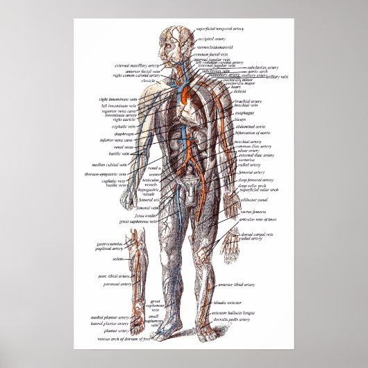 Poster Anatomie du corps humain (Devant)