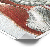 Poster Anatomie du corps humain (Coin)