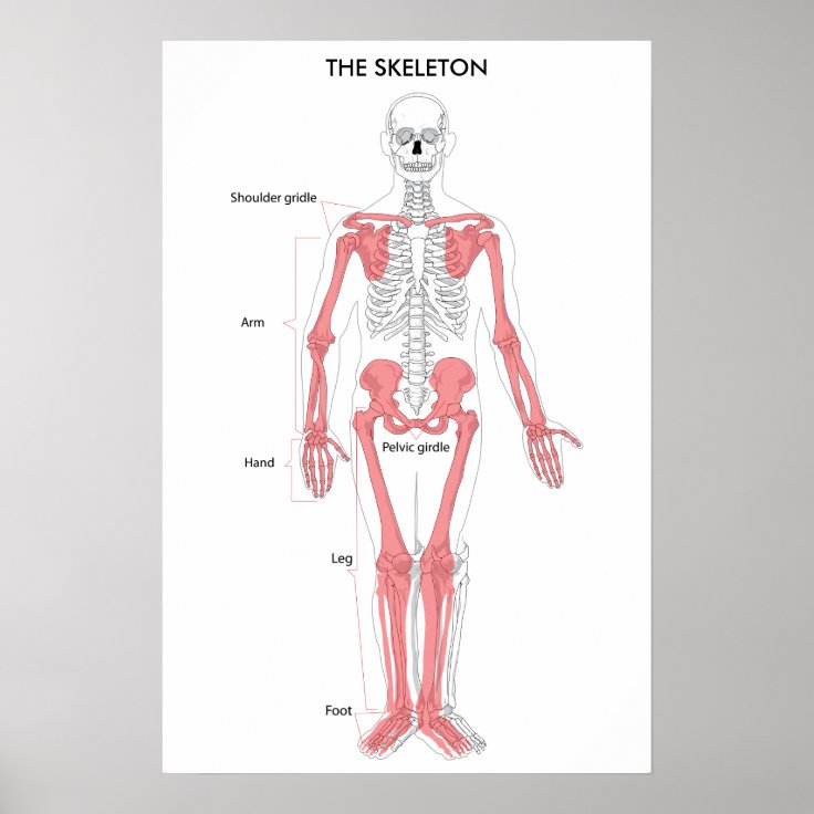 Poster Anatomie du corps humain Squelette Anatomique Orga Zazzle.be — free download