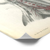 Poster Anatomie du cou des artères vertébrales Imprimer (Coin)