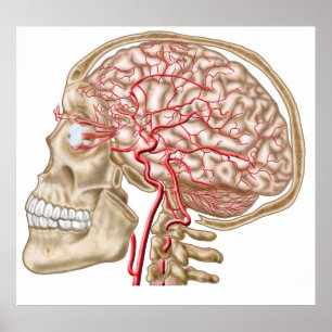 Poster Anatomie Du Crâne Humain, De L'Eyeball Et Des Artè