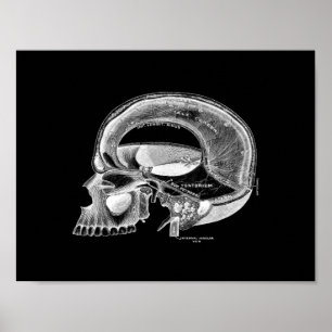 Poster Anatomie du crâne humain en noir et blanc