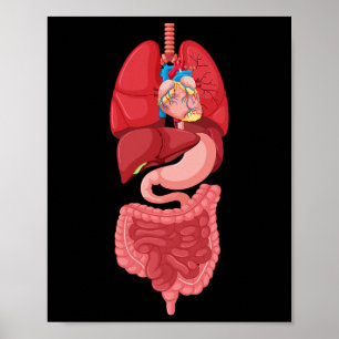 Poster Anatomie du diagramme d'organe interne d'Halloween