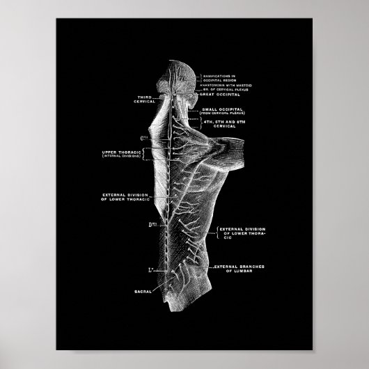 Poster Anatomie du dos humain en noir et blanc (Devant)